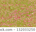 Cosmos field in full bloom 132033250