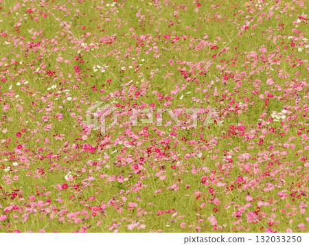 Cosmos field in full bloom Cosmos field in full bloom 132033250