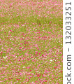 Cosmos field in full bloom 132033251