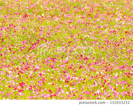 Cosmos field in full bloom 132033252
