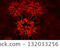 Cluster amaryllis floating in the dark night 132033256