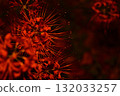 Cluster amaryllis floating in the dark 132033257