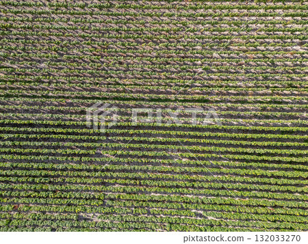 Trois-Puits, Reims, Marne, Grand-Est, France, August, 28th, 2025, Champagne Area, Aerial View of Trois-Puits, Reims, Marne, Grand-Est, France, August, 28th, 2025, Champagne Area, Aerial View of 132033270