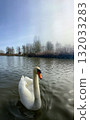 A Majestic Swan Gracefully Gliding on a Serene Surface of Calm and Reflective Water 132033283