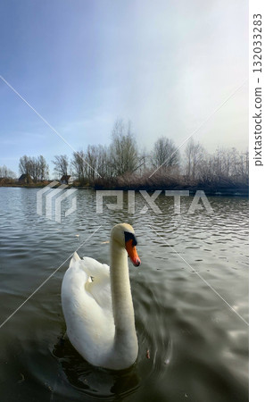 A Majestic Swan Gracefully Gliding on a Serene Surface of Calm and Reflective Water A Majestic Swan Gracefully Gliding on a Serene Surface of Calm and Reflective Water 132033283