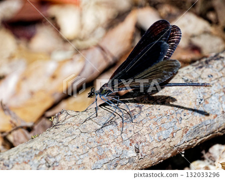 一隻雌性藍尾豆娘（Dendrocephalus nigricans）在枯枝上休息 132033296