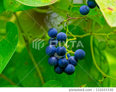 Fruits of the poisonous plant Aotsudaruginaceae 132033330