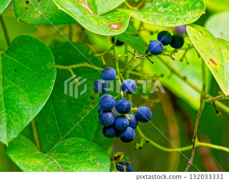 Fruits of the poisonous plant Aotsudaruginaceae 132033331