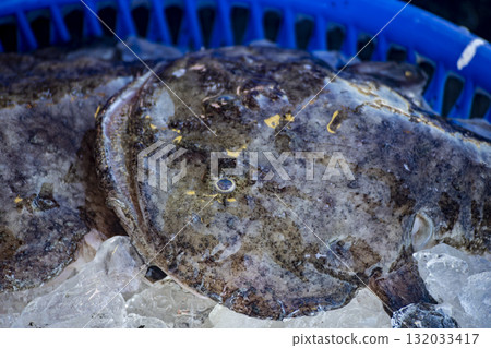 奇異的海魚:形狀獨特的鯊魚魚專題照片 奇異的海魚:形狀獨特的鯊魚魚專題照片 132033417