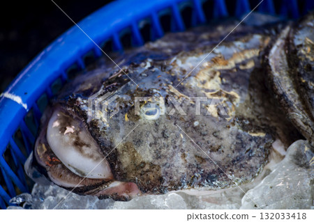 奇異的海魚:形狀獨特的鯊魚魚專題照片 奇異的海魚:形狀獨特的鯊魚魚專題照片 132033418