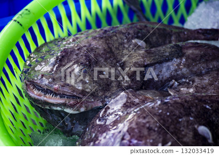 奇異的海魚:形狀獨特的鯊魚魚專題照片 奇異的海魚:形狀獨特的鯊魚魚專題照片 132033419