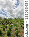 Big Kochia Hill 132033434