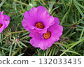 Two deep pink portulaca flowers, close-up 132033435