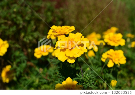 萬壽菊(菊科) 萬壽菊(菊科) 132033555