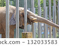 African elephant 132033583