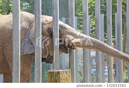 African elephant African elephant 132033583