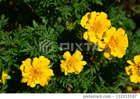 Marigold (Asteraceae) 132033587