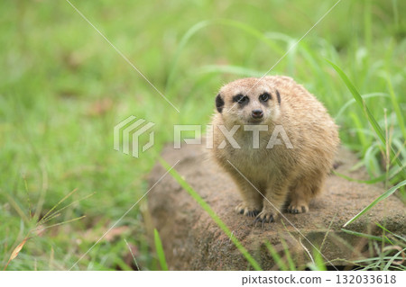 Meerkats curl up to prepare for autumn 132033618