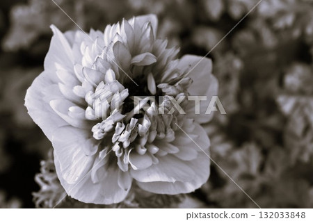 重瓣銀蓮花，Ririka 132033848