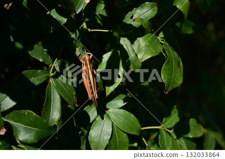 Ground locust Orthoptera Acrididae 132033864
