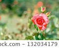 紅玫瑰在綠樹中格外醒目 132034179