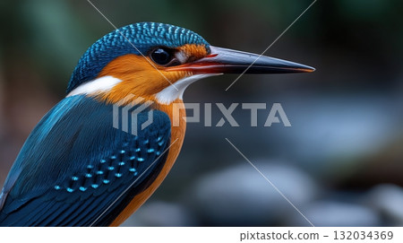 Vibrant Kingfisher in Profile, Brilliant Blue and Orange Plumage 132034369
