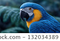 Vibrant Blue and Yellow Macaw Close-up Portrait with Intense Gaze 132034389