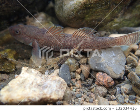 東京的蝦虎魚/河川中的淡水魚照片 132034416
