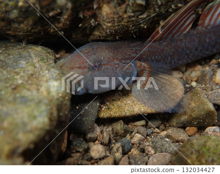 東京的蝦虎魚/河川中的淡水魚照片 132034427