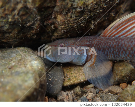 東京的蝦虎魚/河川中的淡水魚照片 132034429