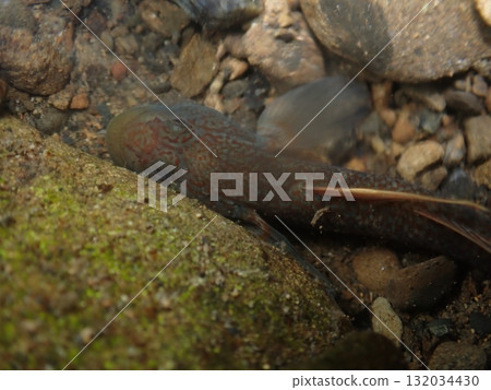 東京的蝦虎魚/河川中的淡水魚照片 東京的蝦虎魚/河川中的淡水魚照片 132034430
