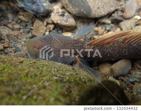 Goby fish in Tokyo / Photos of freshwater fish in rivers Goby fish in Tokyo / Photos of freshwater fish in rivers 132034432