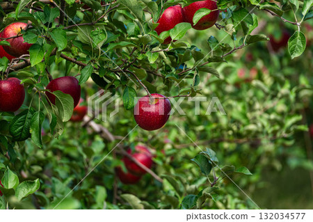 Deep crimson color of ripe fruit, perfect for autumn 132034577