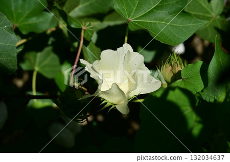 棉花(錦葵科)屬的花 棉花(錦葵科)屬的花 132034637