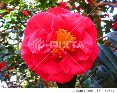 A single red camellia flower landscape A single red camellia flower landscape 132034644