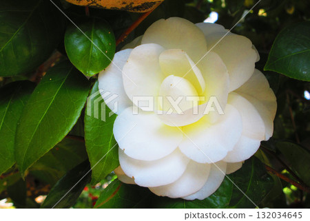 A single white camellia flower landscape 132034645