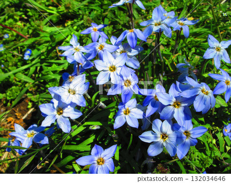 Scenery of full-bloomed lily of the valley flowers 132034646