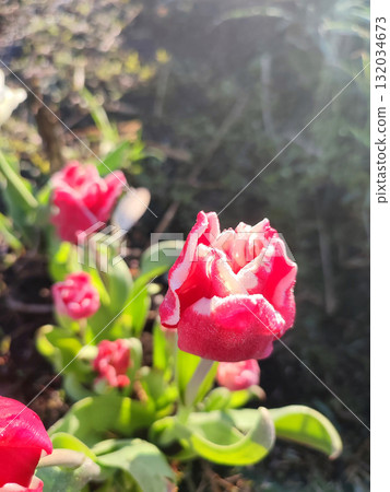 Tulip. Beautiful blooming tulip flower. Blooming tulip flower with pink petal in inflorescence on sunny spring morning. Blooming of blossoming red tulip flower growing in ground. Natural background 132034673