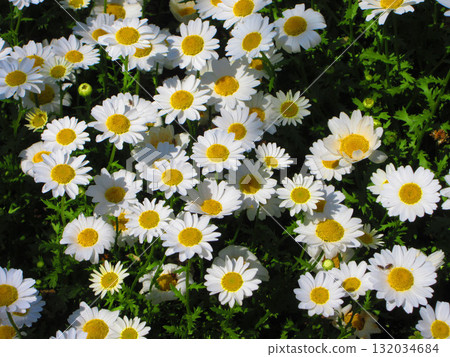 瑪格麗特花盛開的風景 瑪格麗特花盛開的風景 132034684