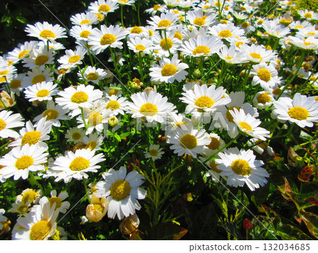 瑪格麗特花盛開的風景 瑪格麗特花盛開的風景 132034685