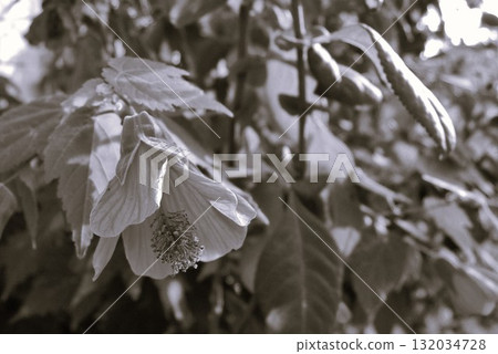 浮釣樹 浮釣樹 132034728