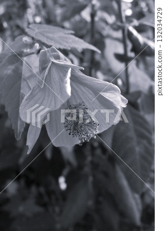 浮釣樹 浮釣樹 132034729