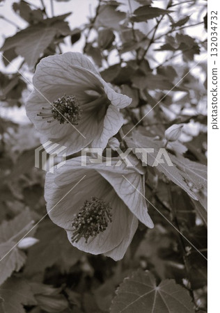 浮釣樹 浮釣樹 132034732