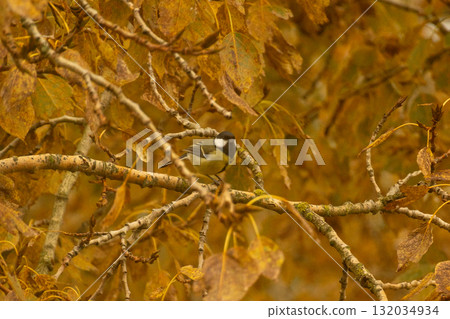 yellow tit bird sits on a branch of an autumn tree. yellow tit bird sits on a branch of an autumn tree. 132034934