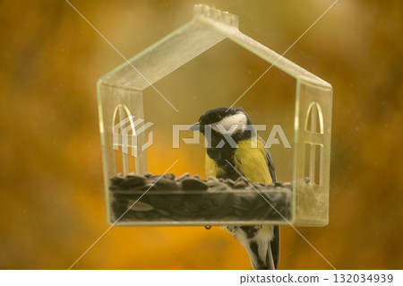 titmouse bird flies and eats food or seeds in a bird feeder. 132034939