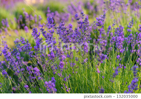 Lavender blossoms glowing in soft evening sunlight during peak summer bloom in a fragrant garden Lavender blossoms glowing in soft evening sunlight during peak summer bloom in a fragrant garden 132035000
