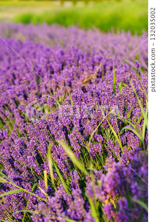 Rows of vibrant blooming purple lavender flower in field in full summer light stretching to horizon 132035002