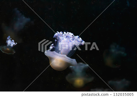 Mediterranear jellyfish, Cotylorhiza tuberculata or fried egg jellyfish swim in blue aquarium water 132035005