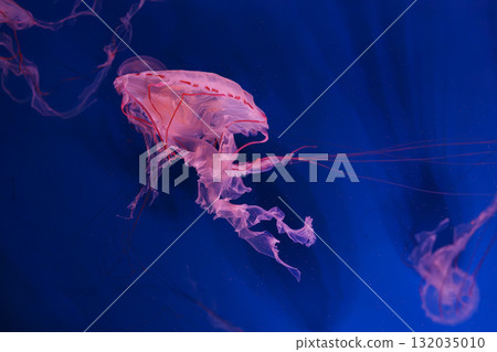 Close up of Chrysaora colorata or purple striped jelly jellyfish swim in deep blue water of aquarium Close up of Chrysaora colorata or purple striped jelly jellyfish swim in deep blue water of aquarium 132035010