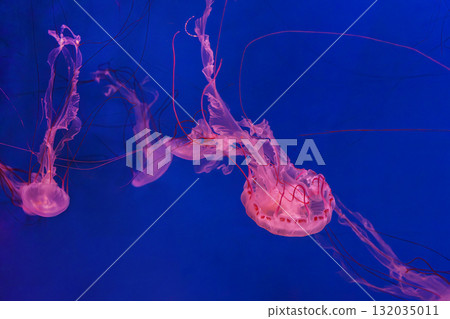 Close up of Chrysaora colorata or purple striped jelly jellyfish swim in deep blue water of aquarium Close up of Chrysaora colorata or purple striped jelly jellyfish swim in deep blue water of aquarium 132035011